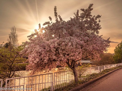 tree-in-blossom-liberty-park-renton-king-county-flickr