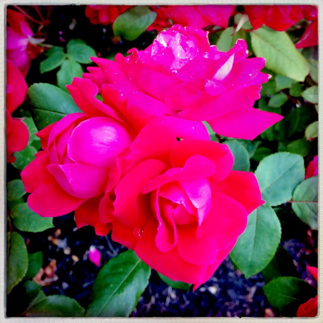 Roses #roses #red #redflower #flowers #bloom #redrose