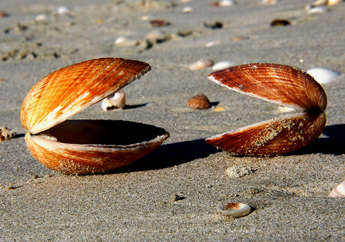 shells cockles beach seashore sonydslra580 publicdomaindedicationcc0 freephotos cco