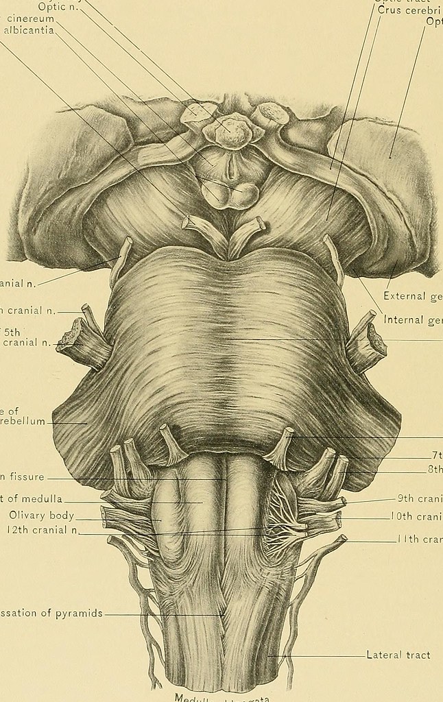 Image from page 555 of "Surgical anatomy : a treatise on h… | Flickr