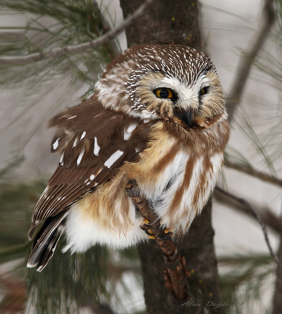Petite nyctale / Northern Saw-Whet Owl