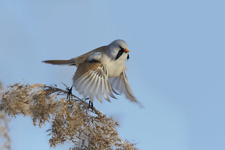 Basettino - Bearded reedling | by pas.sionphoto