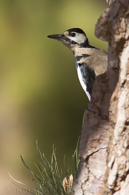 Great Spotted Woodpecker (Dendrocopos major canariensis)
