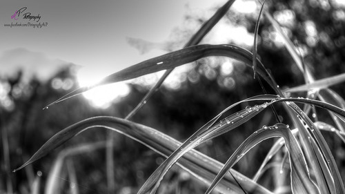 drops of sun by Andis.Blickwinkel, How easy it can be but to recognize the nature more beautiful than it already is if one takes the ti