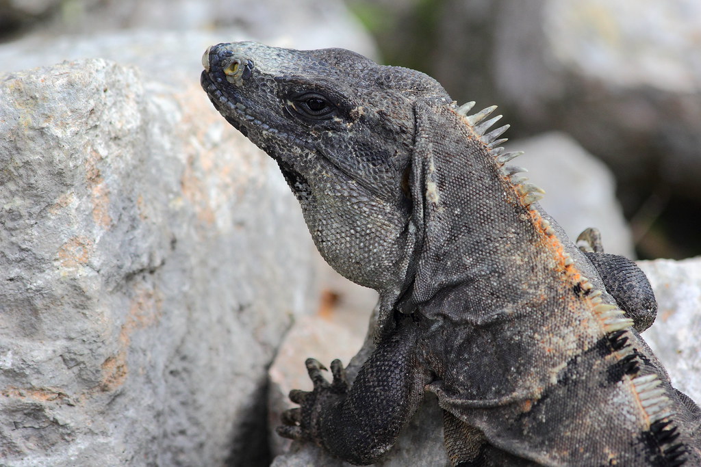 Las iguanas de Uxmal IMG_0285