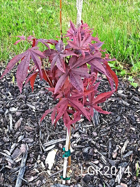 Our Baby Japanese Maple Tree