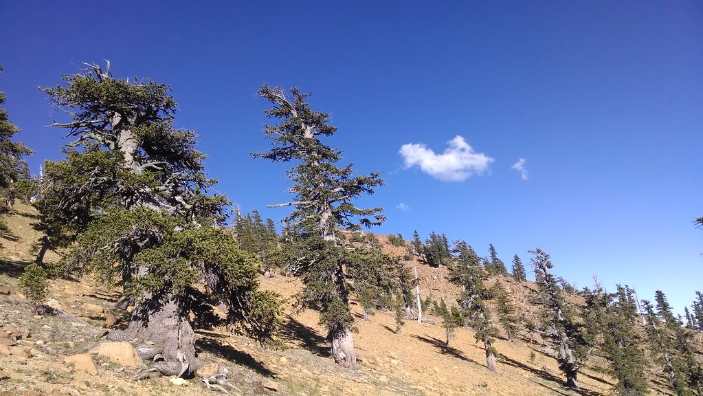 Sisson Callahan Trail
