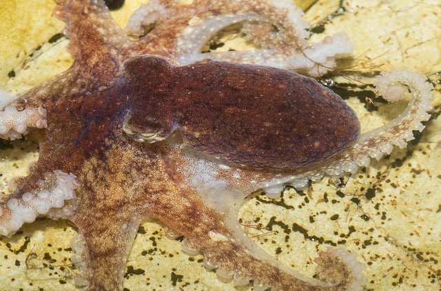 Octopus rubescens, Red Octopus