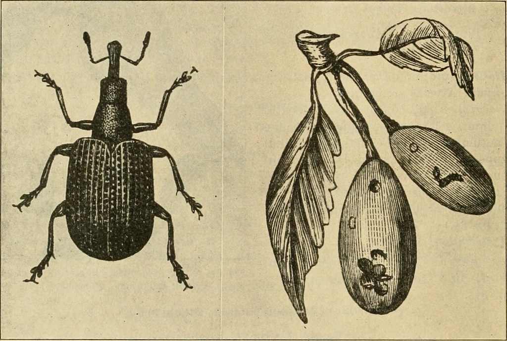 Gangs Insect Image from page 221 of