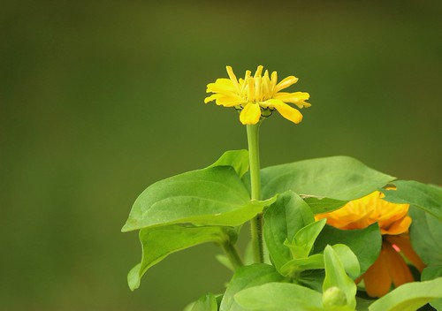 Backyard in yellow. | by knotafrayed