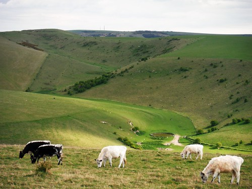 View up Caburn Bottom to Caburn Hillfort (with cows) SWC Walk 272 Uckfield to Lewes