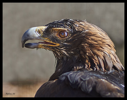 goldeneagle eagle wordbirdsanctuary stlouis missouri nikon d800 85mmsigmaartlens
