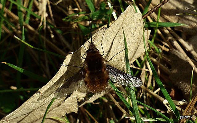 Beefly.