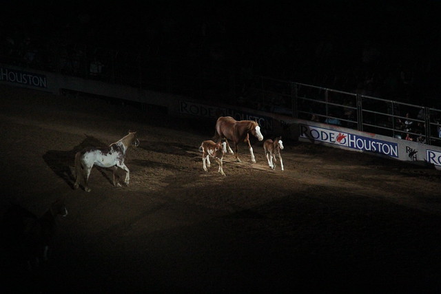 Rodeo and Concert463