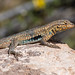 Flickr photo 'Side-Blotched Lizard catching some rays' by: D Kaposi.