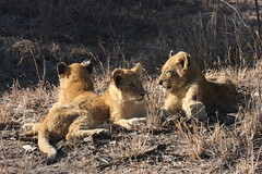 Lion cub(s)
