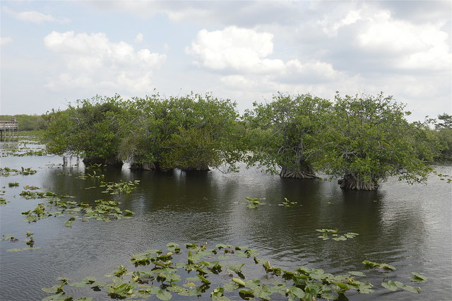 Everglades: grandi mangrovie