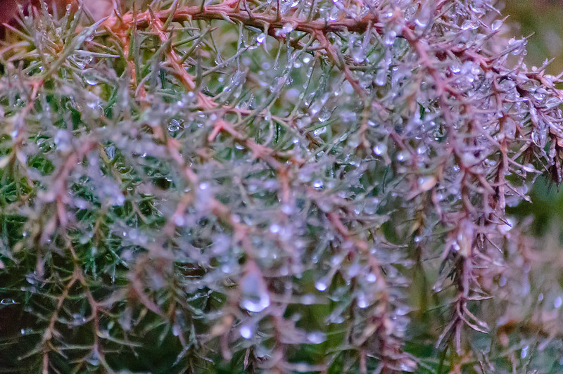 Raindrop-covered conifer, Castle Grounds, Bridgnorth