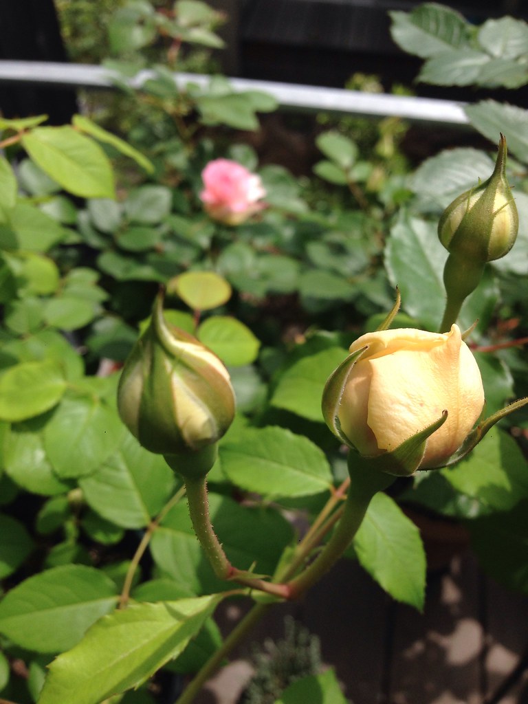 rose buds | tohu | Flickr