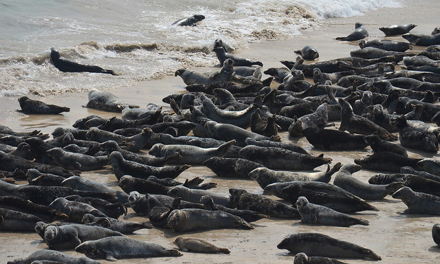 Seals on the Great Blasket Island