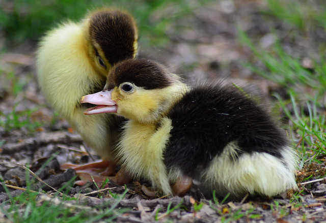 Muscovy ducklings hatched today !!
