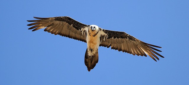 Bearded Vulture or Lammergeier (Gypaetus barbatus) Ёл