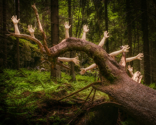 trees green colors forest suomi hands zoom subject fi nikkor dslr bodyparts 54 70200 kuopio d800 2470mmf28 pohjoissavo ahkiotie
