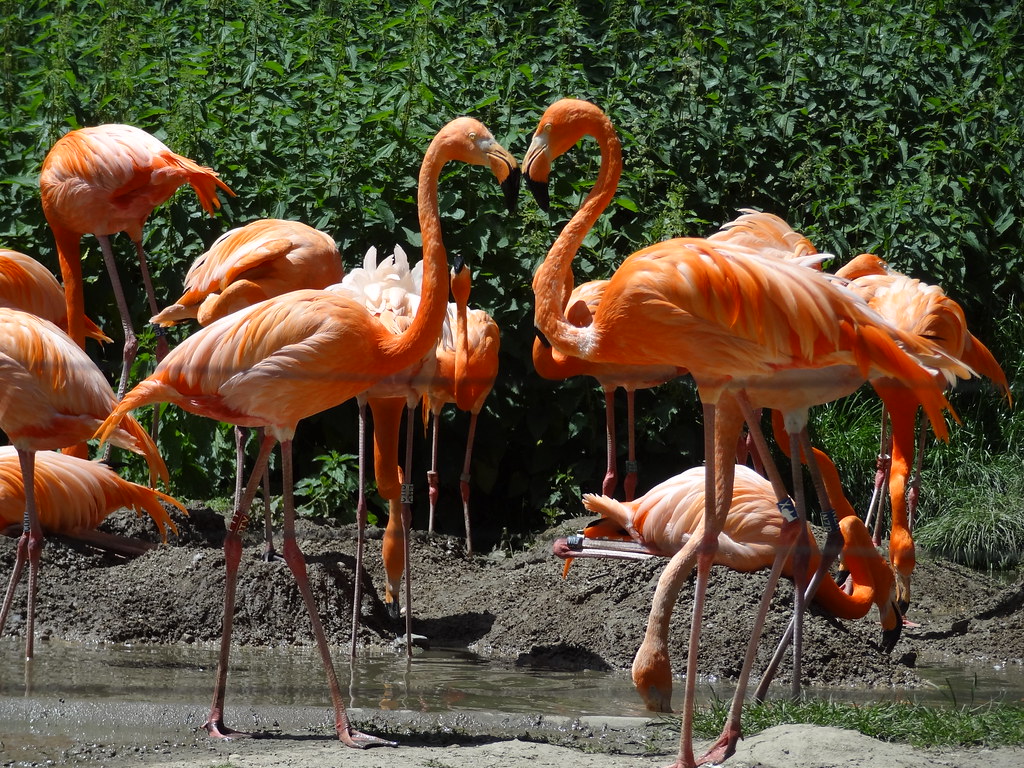 Red flamingos kiss