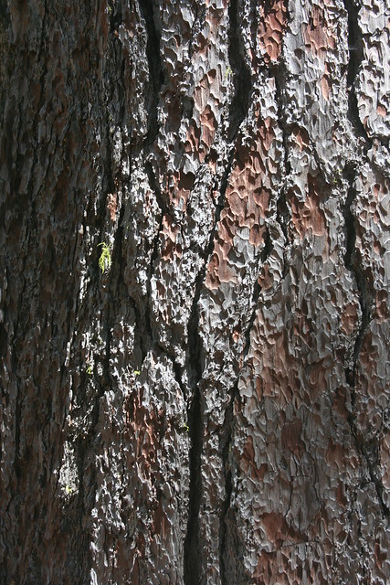 Pinus lambertiana Bark