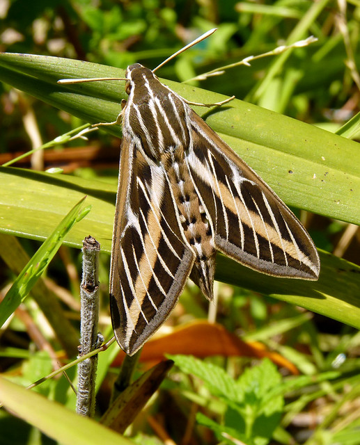 white-striped sphinx moth in the yard
