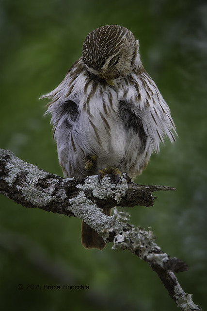Male Ferruginous Pygmy Owl Preens His Feathers