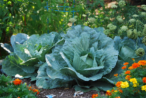 A big cabbage in Farmer McGregor's Garden