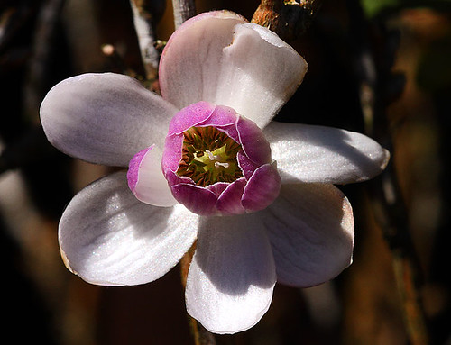 Anemonopsis macrophylla | A woodland plant native to the Jap… | Flickr