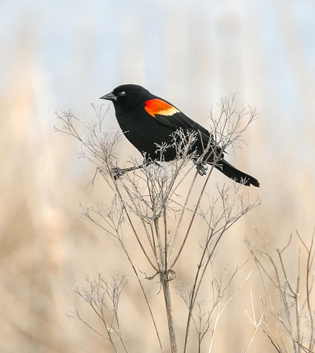 Red Wing | by boni5d