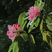 Flickr photo 'J20170420-0024—Rhododendron macrophyllum—RPBG—DxO' by: John Rusk.