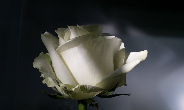 WHITE ROSE per le mamme.......tutte.