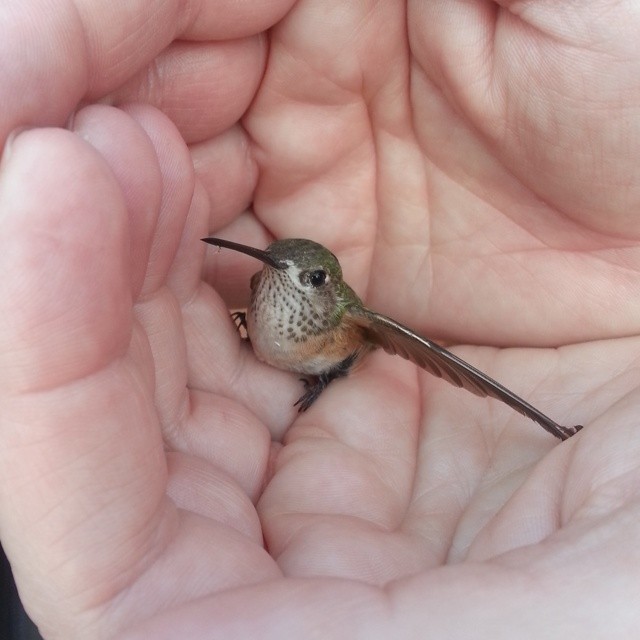 Hummingbird rescue! #calliope