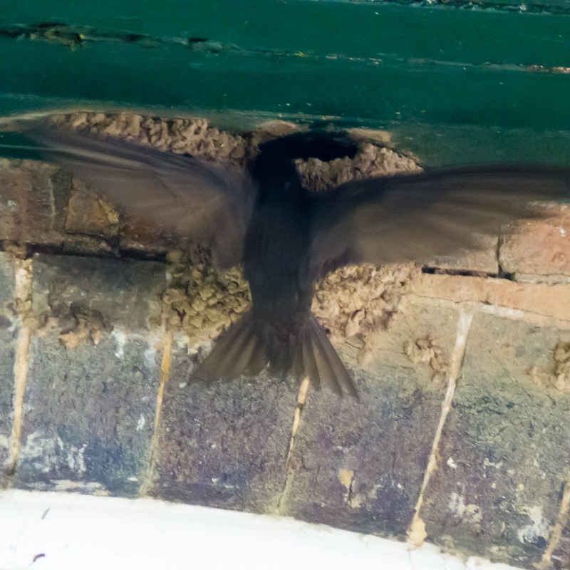 Swift at house martin nest