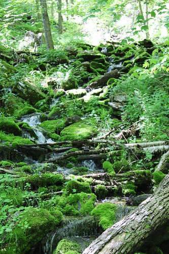 statepark creek moss pennsylvania blueknob beaverdamcreek mountainviewtrail