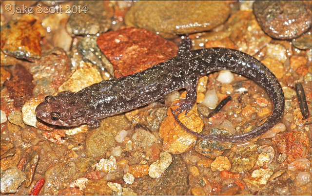 Chattooga Dusky Salamander (Desmognathus perlapsus)