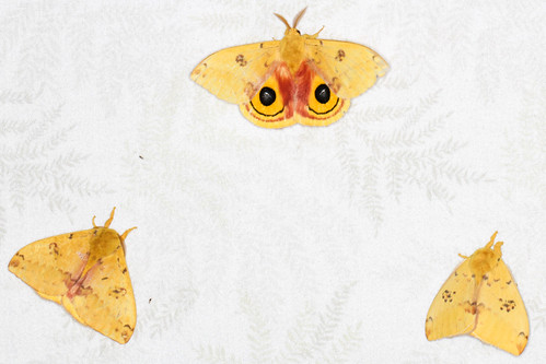 Automeris io - Io Moth - Hodges#7746 - TRIO! | A awesome mot… | Flickr