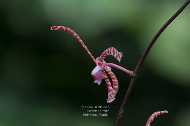 Scorpion Orchid