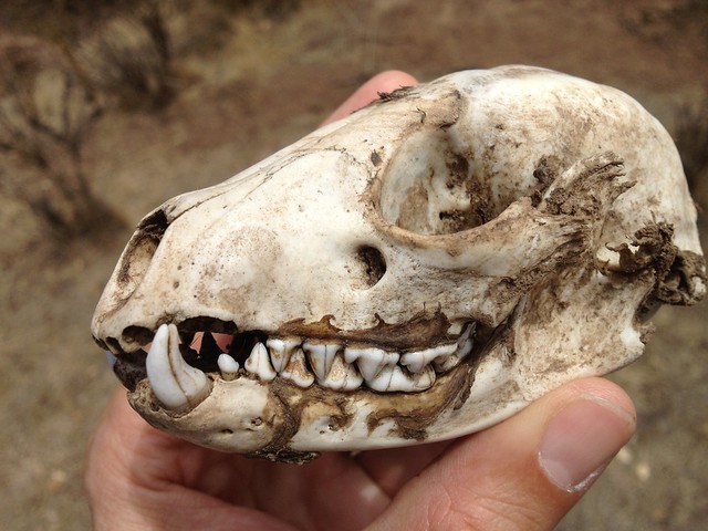 coyote skull? no, racoon skull!