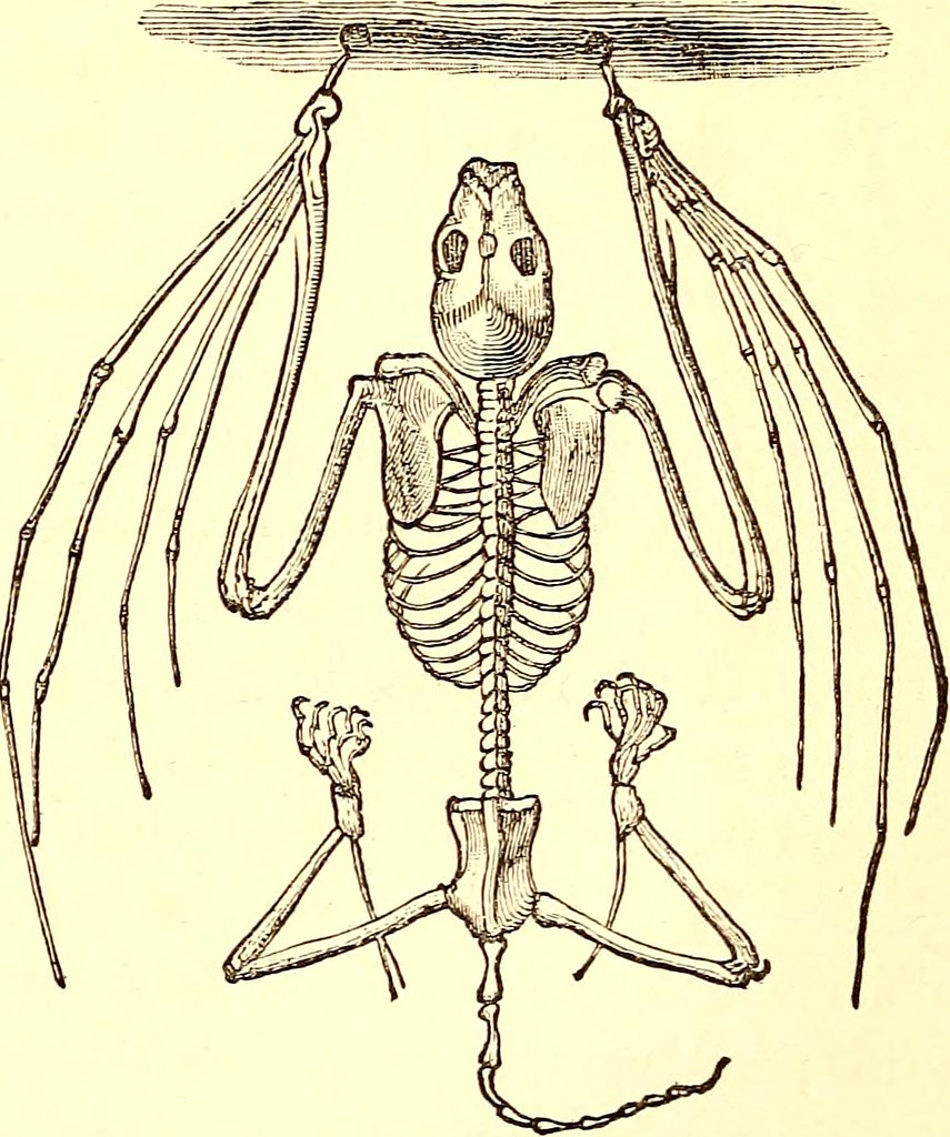 Avian bone types