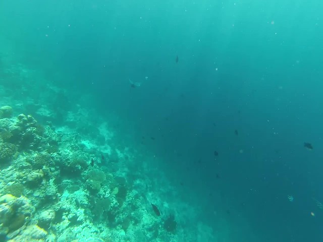 Spotted Eagle Ray - Maldives (Short Vid)