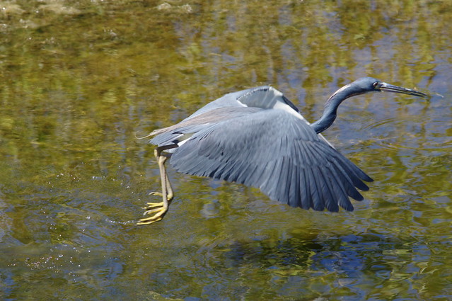 heron out of water