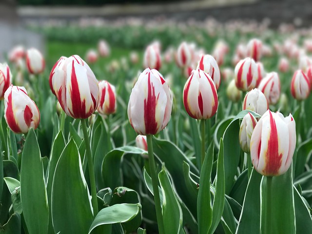 Flower Growth Tulip Nature Freshness Petal Beauty In Nature Fragility Plant Flower Head No People Blooming Plant Bulb Focus On Foreground Outdoors Day Close-up Leaf