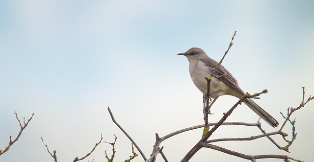 The Perched Northern Mockingbird/El cenzontle norteño posado