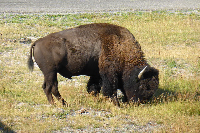 Bison in Yellowstone NP, WY