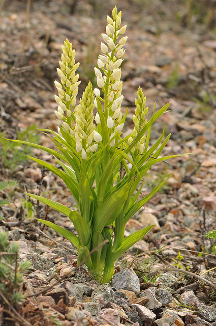 Cephalanthera longifolia (L.) Fritsch